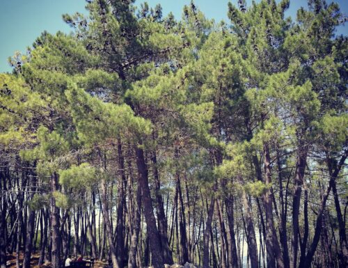 Gli alberi di Giorgio Bonati